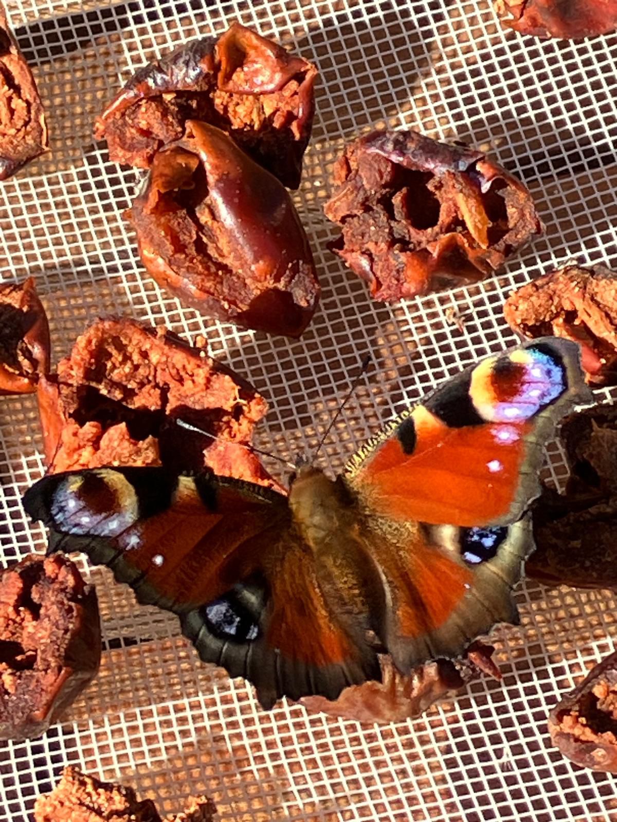 Foto: Silvie Jandová, 2025